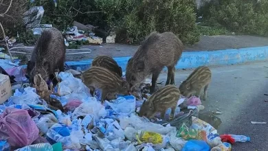 جريمة قتل وحشية تهز جنوب أفريقيا .. مزارع أبيض يقتل سيدتين ويقدم الجثث طعاما للخنازير 7 f00a86f2 216a 4d46 b5db 67108f9cf428 16x9 1200x676 جريمة قتل وحشية تهز جنوب أفريقيا .. مزارع أبيض يقتل سيدتين ويقدم الجثث طعاما للخنازير
