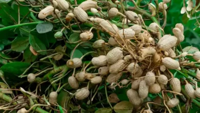 حكومة السنغال تحظر تصدير الفول السوداني .. تعرف علي السبب 9 peanut plant profile 4797389 hero 439ff76cc5444ca7869eacb25e683306 حكومة السنغال تحظر تصدير الفول السوداني .. تعرف علي السبب