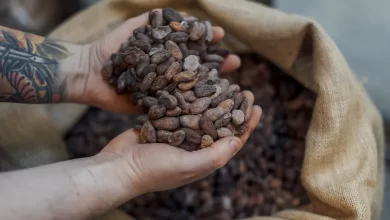 مخاوف نقص الإمدادات يرفع أسعار الكاكاو إلى 10 آلاف دولار للطن 5 1200x800 مخاوف نقص الإمدادات يرفع أسعار الكاكاو إلى 10 آلاف دولار للطن