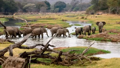 توقعات بتجاوز إيرادات السياحة في إفريقيا 90 مليار دولار خلال 2025  5 Group of Elephants Wading Through a Swamp in Ruaha National Park Easy Travel Tanzania 1536x1024.jpg توقعات بتجاوز إيرادات السياحة في إفريقيا 90 مليار دولار خلال 2025