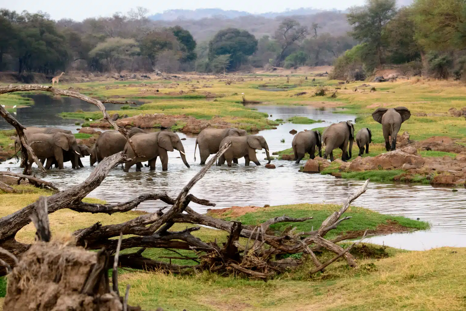 توقعات بتجاوز إيرادات السياحة في إفريقيا 90 مليار دولار خلال 2025 1 Group of Elephants Wading Through a Swamp in Ruaha National Park Easy Travel Tanzania توقعات بتجاوز إيرادات السياحة في إفريقيا 90 مليار دولار خلال 2025