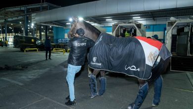 مصر للطيران تنقل 31 جواد مصري للدوحة للمشاركة في بطولة قطر الدولية للفروسية 2025 3 IMG 20250106 WA0012 مصر للطيران تنقل 31 جواد مصري للدوحة للمشاركة في بطولة قطر الدولية للفروسية 2025