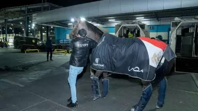 IMG 20250106 WA0012 مصر للطيران تنقل 31 جواد مصري للدوحة للمشاركة في بطولة قطر الدولية للفروسية 2025