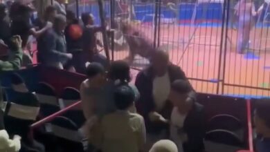 نمر يلتهم ذراع مساعد المدرب .. القصة الكاملة لحادث سيرك طنطا ( فيديو ) 6 Screenshot ٢٠٢٥ ٠٤ ٠٢ ١٦ ١٤ ٤٨ ١٦ 40deb401b9ffe8e1df2f1cc5ba480b12 نمر يلتهم ذراع مساعد المدرب .. القصة الكاملة لحادث سيرك طنطا ( فيديو )