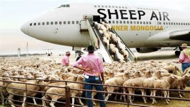 download 1 1 الاتحاد الدولي للنقل الجوي (إياتا) يطلق بوابة معلوماتية للوائح الحيوانات الحية