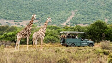 إفريقية تشهد طفرة سياحية وتحالفات وابتكارات تعيد رسم خريطة الضيافة في القارة 4 48813e04c91a96828ff7445063a088ea867 إفريقية تشهد طفرة سياحية وتحالفات وابتكارات تعيد رسم خريطة الضيافة في القارة