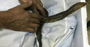 FB IMG 1751278045939 « ثعابين وعقارب » .. الكشف عن تفاصيل أغرب محاولة تهريب عبر مطار القاهرة الدولي