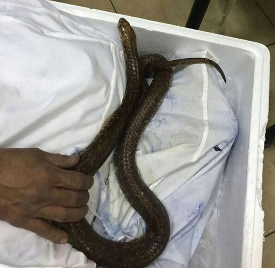 FB IMG 1751278048148 « ثعابين وعقارب » .. الكشف عن تفاصيل أغرب محاولة تهريب عبر مطار القاهرة الدولي