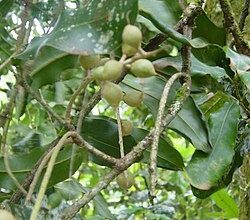 أزمة رسوم ترامب الجمركية الأمريكية تضرب سوق مكسرات المكاديميا في جنوب إفريقيا 3 Macadamia integrifolia أزمة رسوم ترامب الجمركية الأمريكية تضرب سوق مكسرات المكاديميا في جنوب إفريقيا