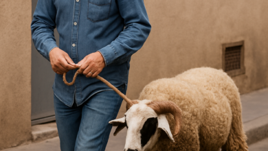 عيد أضحي بلا ذبح أضاحي في المغرب .. وارتفاع كبير في أسعار اللحوم الحمراء 6 b7acbac1 a57a 4d93 80fc 6c116ee27811 عيد أضحي بلا ذبح أضاحي في المغرب .. وارتفاع كبير في أسعار اللحوم الحمراء