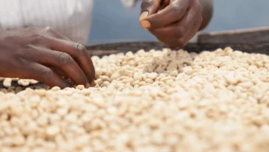 أزمة غذاء تتفاقم في أفريقيا: البنك الدولي يكشف عن أرقام صادمه لمعدلات انعدام الأمن الغذائي في القارة 5 data blog 1140x500 أزمة غذاء تتفاقم في أفريقيا: البنك الدولي يكشف عن أرقام صادمه لمعدلات انعدام الأمن الغذائي في القارة