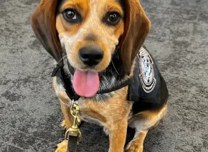 كلب الجمارك اكتشف لحوما ومكونات وخلطة « المحشي » .. السلطات الأمريكية تكشف رسميا أسباب ترحيل مواطن مصري من أمريكا 6 iad k9 freddie low sept 2024.jpg كلب الجمارك اكتشف لحوما ومكونات وخلطة « المحشي » .. السلطات الأمريكية تكشف رسميا أسباب ترحيل مواطن مصري من أمريكا