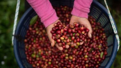 أوغندا تحافظ على صدارتها كأكبر مصدر للبن في إفريقيا 8 uf13xeg 00249024 1 أوغندا تحافظ على صدارتها كأكبر مصدر للبن في إفريقيا