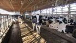 198 192143 spread foot mouth livestock markets جنوب أفريقيا: تفشي مرض الحمى القلاعية بين القطعان الحيوانية في 5 مقاطعات 