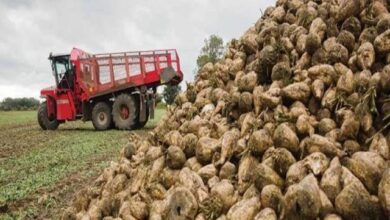 إنتاج وزراعة بنجر السكر في أفريقيا – الخريطة الكاملة والآفاق المستقبلية 3 640 إنتاج وزراعة بنجر السكر في أفريقيا – الخريطة الكاملة والآفاق المستقبلية