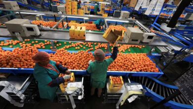 ارتفاع صادرات جنوب أفريقيا الزراعية إلى الولايات المتحدة بنسبة 26% رغم رسوم ترامب الجمركية 6 N11k9kpTURBXy81ZTdiOGNlOTY3ZTZlNTA0ZTMzODc1MWQ1ZDcwN2FmOC5qcGeSlQMAMs0GQM0DhJMFzQMWzQGu3gACoTAGoTEA ارتفاع صادرات جنوب أفريقيا الزراعية إلى الولايات المتحدة بنسبة 26% رغم رسوم ترامب الجمركية