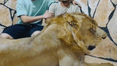 بعد واقعة إطلاق أسد على عامل مصري في ليبيا.. مالك المزرعة والعامل يكشفان الحقيقة كاملة (فيديو) 7 نسخة من البوم 9 بعد واقعة إطلاق أسد على عامل مصري في ليبيا.. مالك المزرعة والعامل يكشفان الحقيقة كاملة (فيديو)