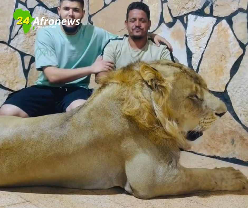 بعد واقعة إطلاق أسد على عامل مصري في ليبيا.. مالك المزرعة والعامل يكشفان الحقيقة كاملة (فيديو) 1 نسخة من البوم 9 بعد واقعة إطلاق أسد على عامل مصري في ليبيا.. مالك المزرعة والعامل يكشفان الحقيقة كاملة (فيديو)