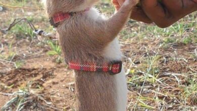 الفئران في تنزانيا تعمل كأطباء وخبراء مفرقعات وضباط الشرطة وأعمال أخري  6 GM95cl0XAAABGkc الفئران في تنزانيا تعمل كأطباء وخبراء مفرقعات وضباط الشرطة وأعمال أخري