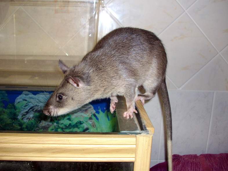 african giant ouched rat 786x590 1 الفئران في تنزانيا تعمل كأطباء وخبراء مفرقعات وضباط الشرطة وأعمال أخري 