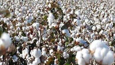 اليوم العالمي للقطن: تعرف علي افخر الأنواع وأهم الدول المنتجة ومستقبل الأزياء الراقية؟ 7 القطن اليوم العالمي للقطن: تعرف علي افخر الأنواع وأهم الدول المنتجة ومستقبل الأزياء الراقية؟