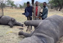 1024x576 cmsv2 4ac6ffee 4054 5b9b 9aef 96bd10f2c695 9579377 1 الإنتربول الدولي يقود عملية الرعد 2025 ضد جرائم الحياة البرية في أفريقيا وأوروبا وآسيا والأمريكتين