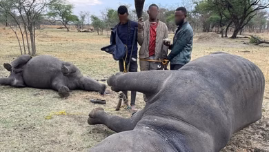 الإنتربول الدولي يقود عملية الرعد 2025 ضد جرائم الحياة البرية في أفريقيا وأوروبا وآسيا والأمريكتين 1 1024x576 cmsv2 4ac6ffee 4054 5b9b 9aef 96bd10f2c695 9579377 1 الإنتربول الدولي يقود عملية الرعد 2025 ضد جرائم الحياة البرية في أفريقيا وأوروبا وآسيا والأمريكتين