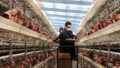 نسخة من البوم 2026 03 28T235022.581 نيجيريا : مشروع صيني للدواجن بقيمة 900 مليون دولار يثير غضب المزارعين