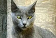 نسخة من البوم 20260324 192820 ٠٠٠٠ أشهر 10 سلالات من القطط الأفريقية من العصور القديمة إلى العصر الحديث (دليل شامل)