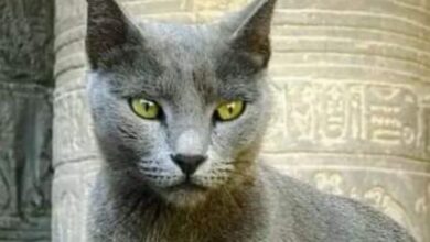 نسخة من البوم 20260324 192820 ٠٠٠٠ أشهر 10 سلالات من القطط الأفريقية من العصور القديمة إلى العصر الحديث (دليل شامل)