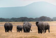 نسخة من البوم 2026 04 16T135041.125 أيقونات الحياة البرية في إفريقيا: 10 حيوانات تجسد روح القارة وتروي تاريخها عبر الطبيعة