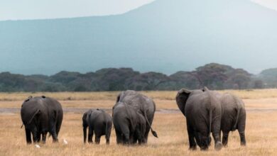 نسخة من البوم 2026 04 16T135041.125 أيقونات الحياة البرية في إفريقيا: 10 حيوانات تجسد روح القارة وتروي تاريخها عبر الطبيعة