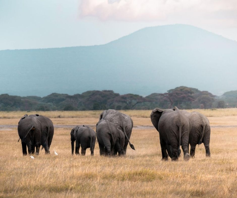 أيقونات الحياة البرية في إفريقيا: 10 حيوانات تجسد روح القارة وتروي تاريخها عبر الطبيعة 1 نسخة من البوم 2026 04 16T135041.125 أيقونات الحياة البرية في إفريقيا: 10 حيوانات تجسد روح القارة وتروي تاريخها عبر الطبيعة