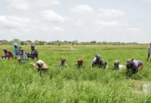 african development bank approves 18.8 million grant غانا: بنك التنمية الأفريقي يوافق على منحة بقيمة 18.8 مليون دولار لتعزيز إنتاج الأرز