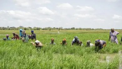 african development bank approves 18.8 million grant غانا: بنك التنمية الأفريقي يوافق على منحة بقيمة 18.8 مليون دولار لتعزيز إنتاج الأرز