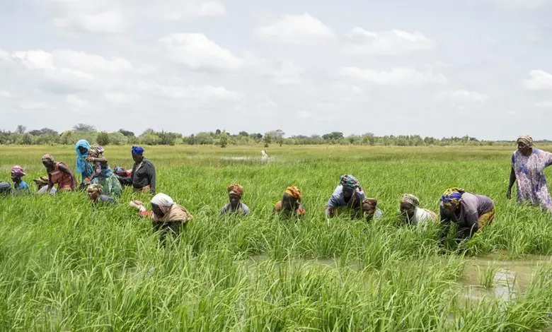 african development bank approves 18.8 million grant غانا: بنك التنمية الأفريقي يوافق على منحة بقيمة 18.8 مليون دولار لتعزيز إنتاج الأرز