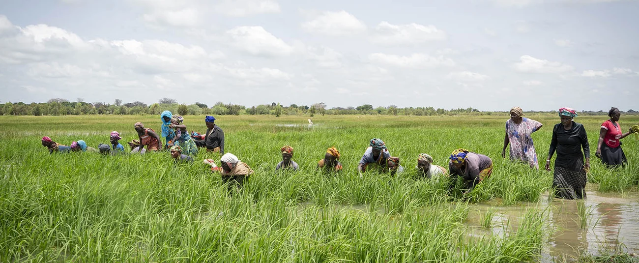 غانا: بنك التنمية الأفريقي يوافق على منحة بقيمة 18.8 مليون دولار لتعزيز إنتاج الأرز 1 african development bank approves 18.8 million grant غانا: بنك التنمية الأفريقي يوافق على منحة بقيمة 18.8 مليون دولار لتعزيز إنتاج الأرز